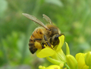 Bee-With-Pollen-LR