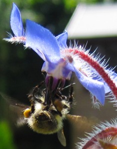 Bees are very fond of borage flowers
