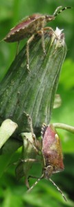 Hairy shield bugs (Dolycoris baccarum) 