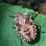 Common green shield bug (Palomena presina)
