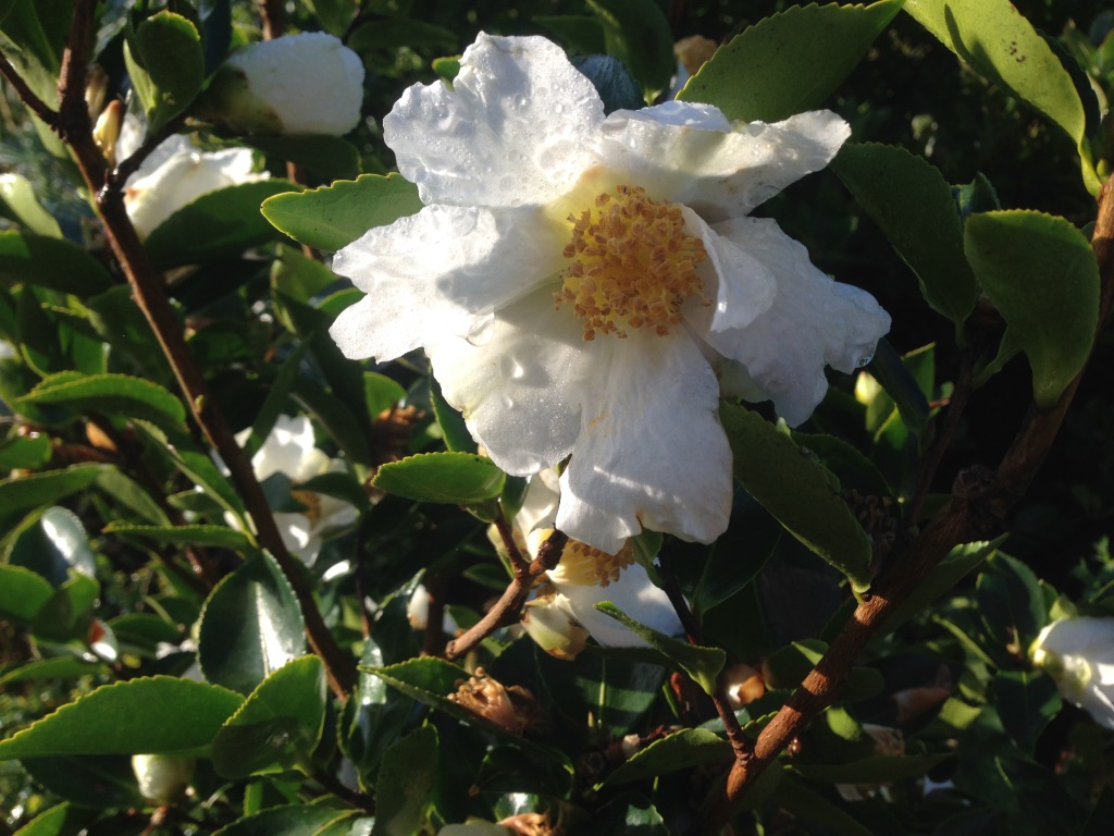 Camellia Narumigata