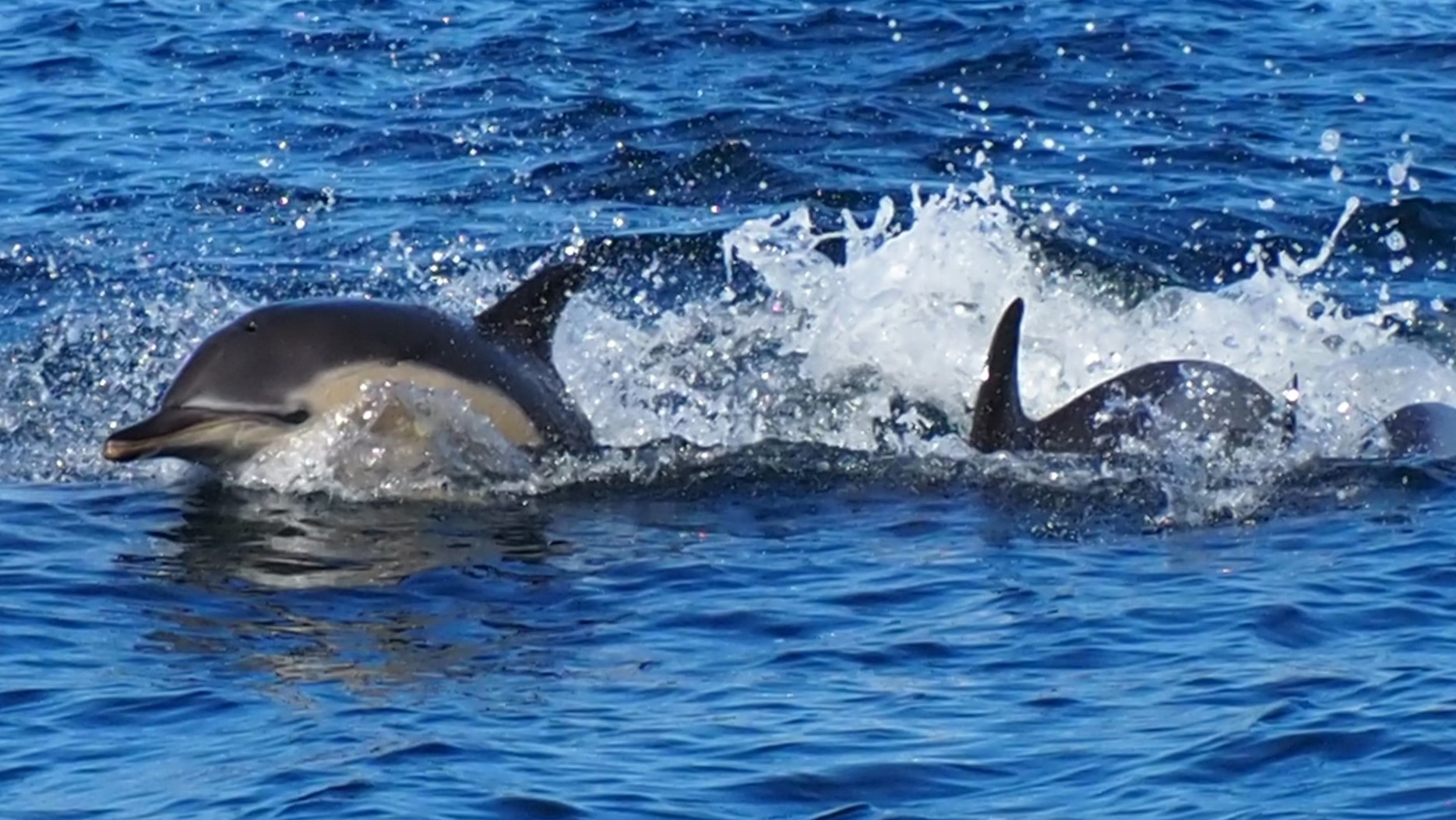 Common Dolphin feeding frenzy Credit: David Hall, Wild Roseland