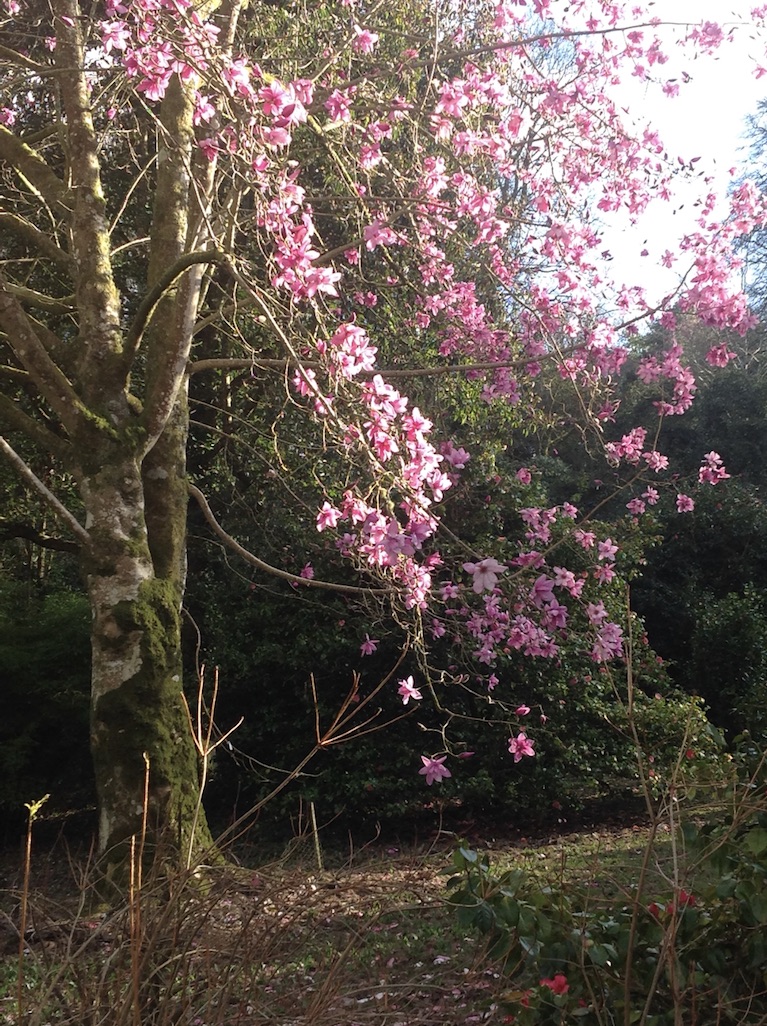 Magnolia campbellii Caerhays Castle