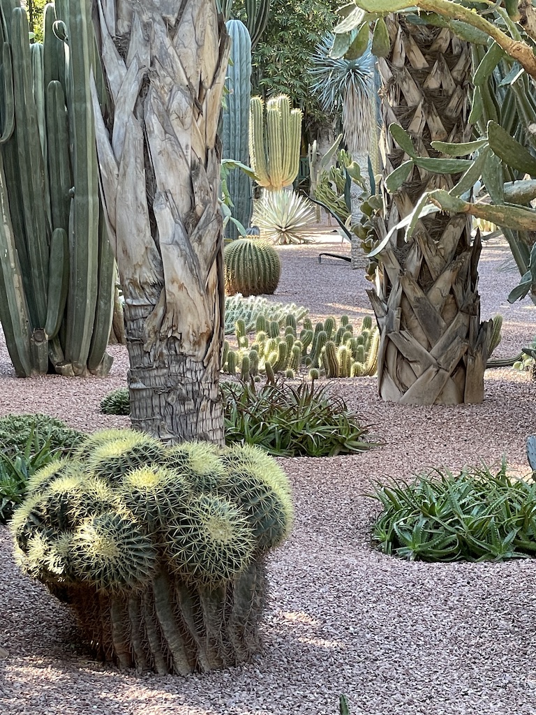 Cacti at Majorelle