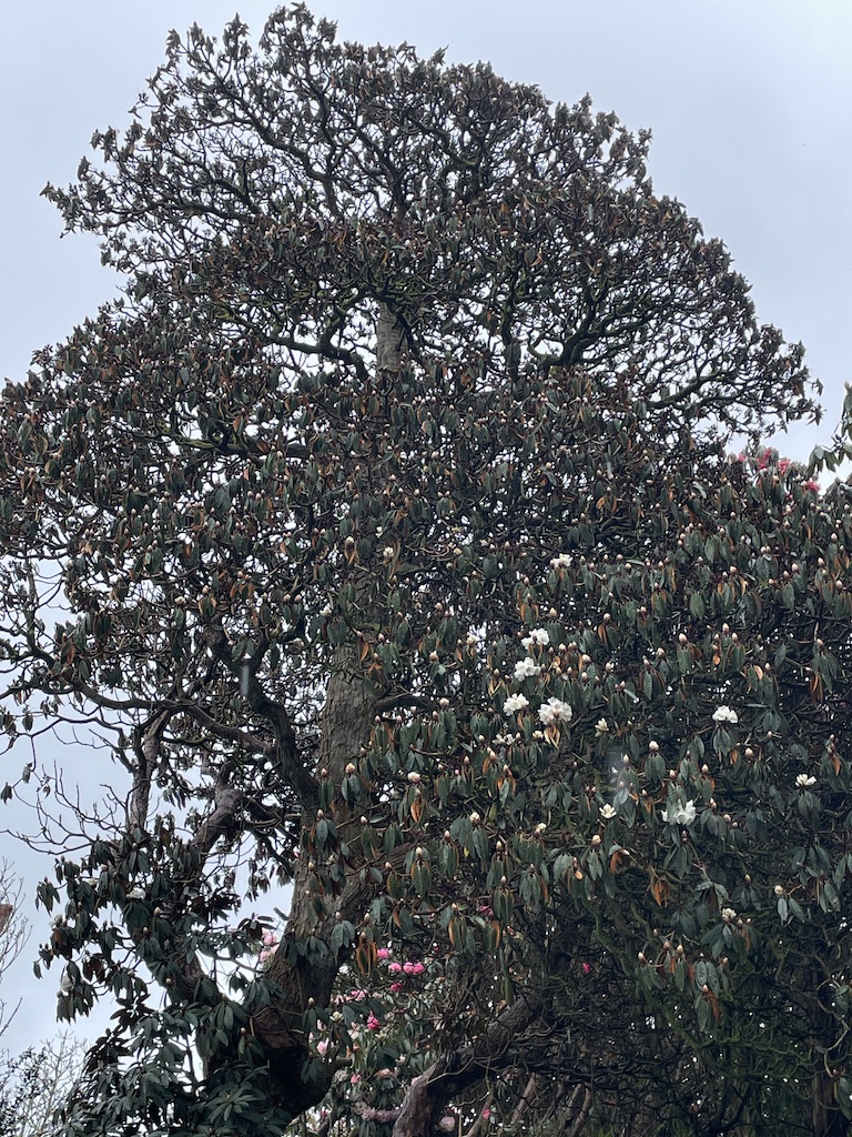 Rhododendron Tremough Gardens
