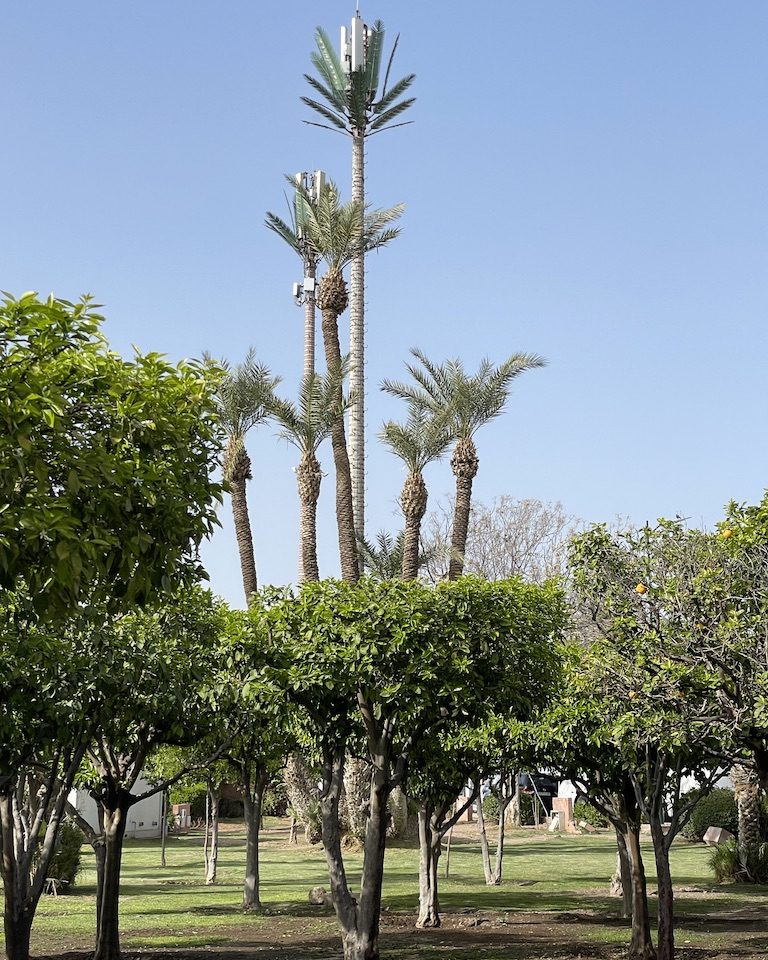 Citrus trees and palms with fake palm telecom mast