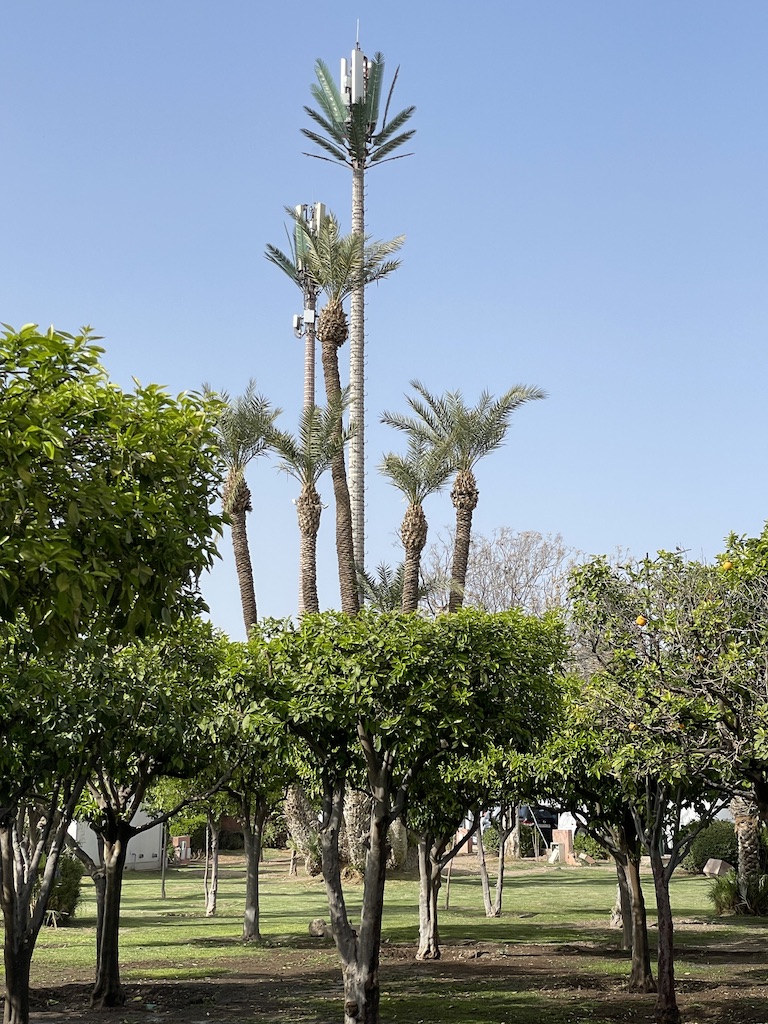 Citrus trees and palms with fake palm telecom mast