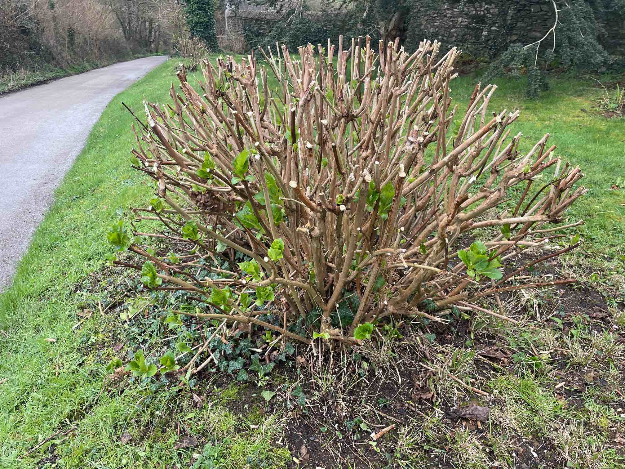 Hydrangeas pruned by hedge trimmer