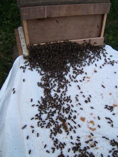 cornwall-roseland-beekeeping-2