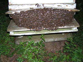 cornwall-roseland-beekeeping-3