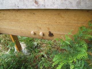 cornwall-roseland-beekeeping-5