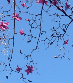 Giant magnolias against the sky