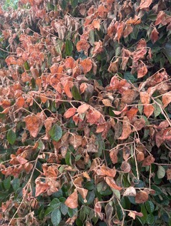 Loropetalum chinensis after the frost