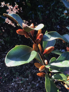 Magnolia crassipes