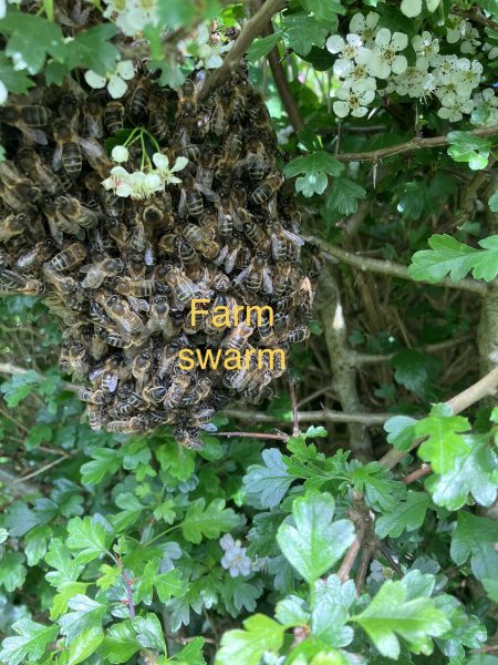 Farm swarm