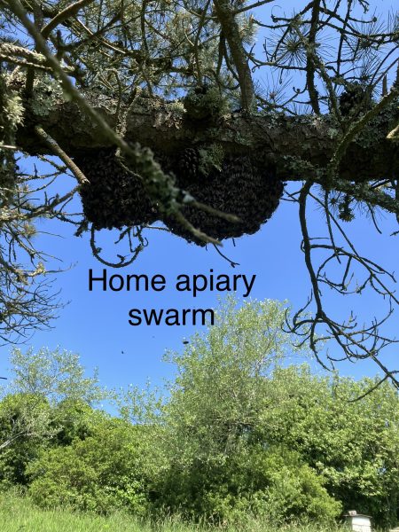 Home apiary swarm