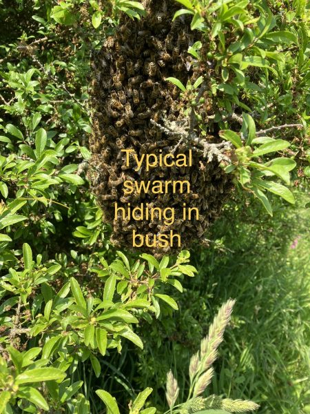 Typical swarm hiding in bush