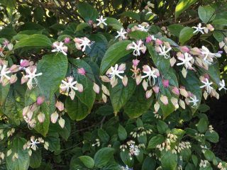 Clerodendrum trichotomum flowers