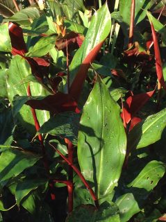 Hedychium greenii foliage
