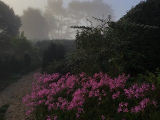 Nerines in the mist