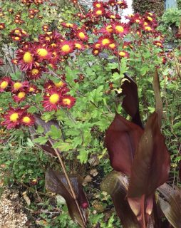 Chrysanthemum Winnings Red