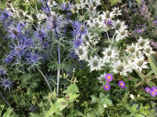 Eryngiums, waxy leaved and tap rooted