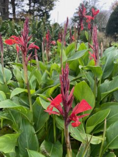 Canna - First flowers in mid-November