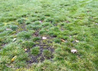 Nearly mended lawn in November