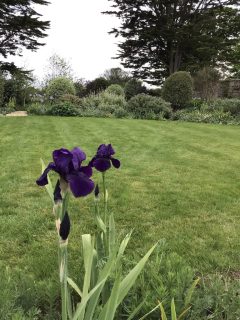 Iris x germanica - bearded irises have drought tolerant rhizomes