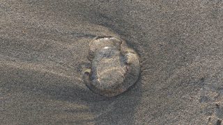 Stranded Crystal Jellyfish on Carne BeachCredit: David Hall, Wild Roseland