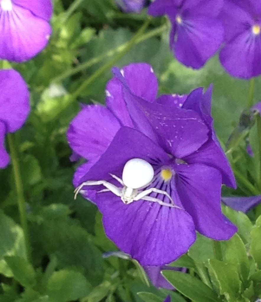 Crab spider on a viola
