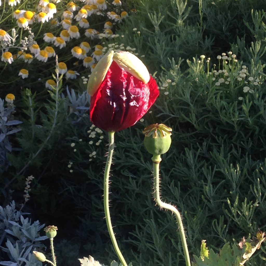 Poppy bud and seed pod