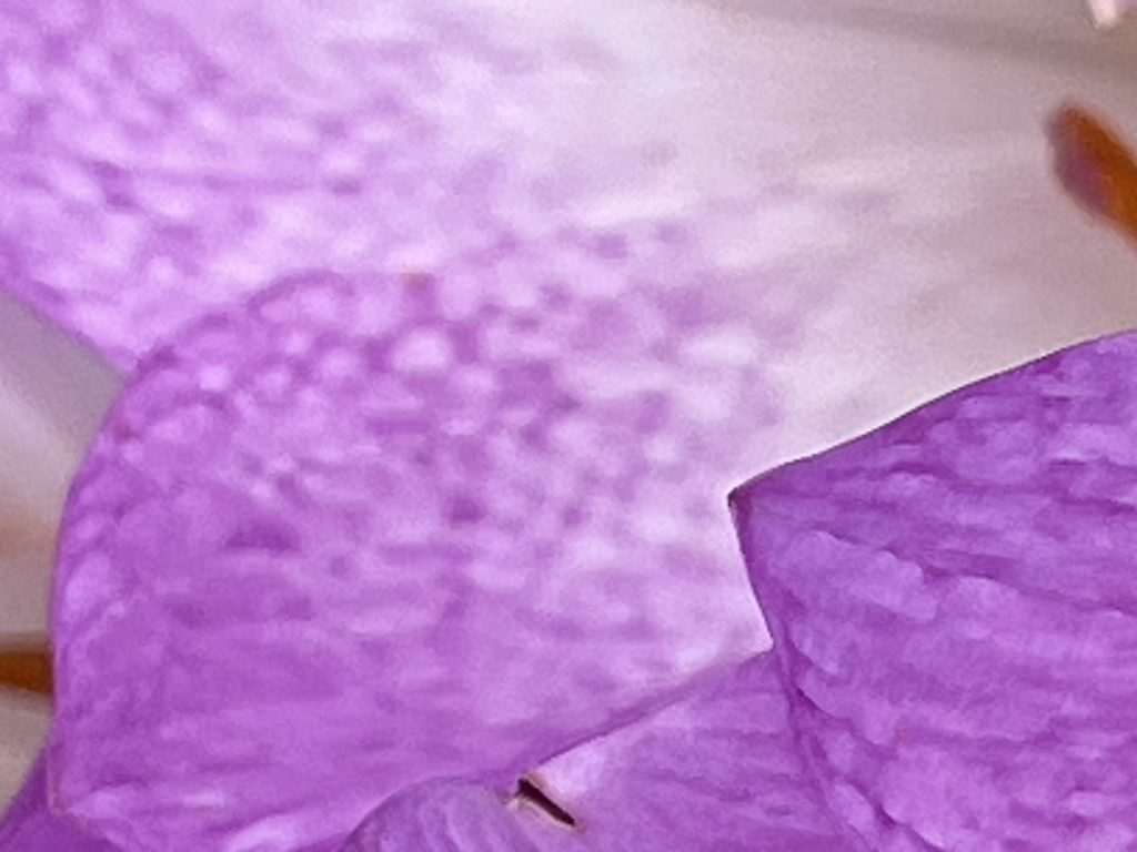 Colchicum petals