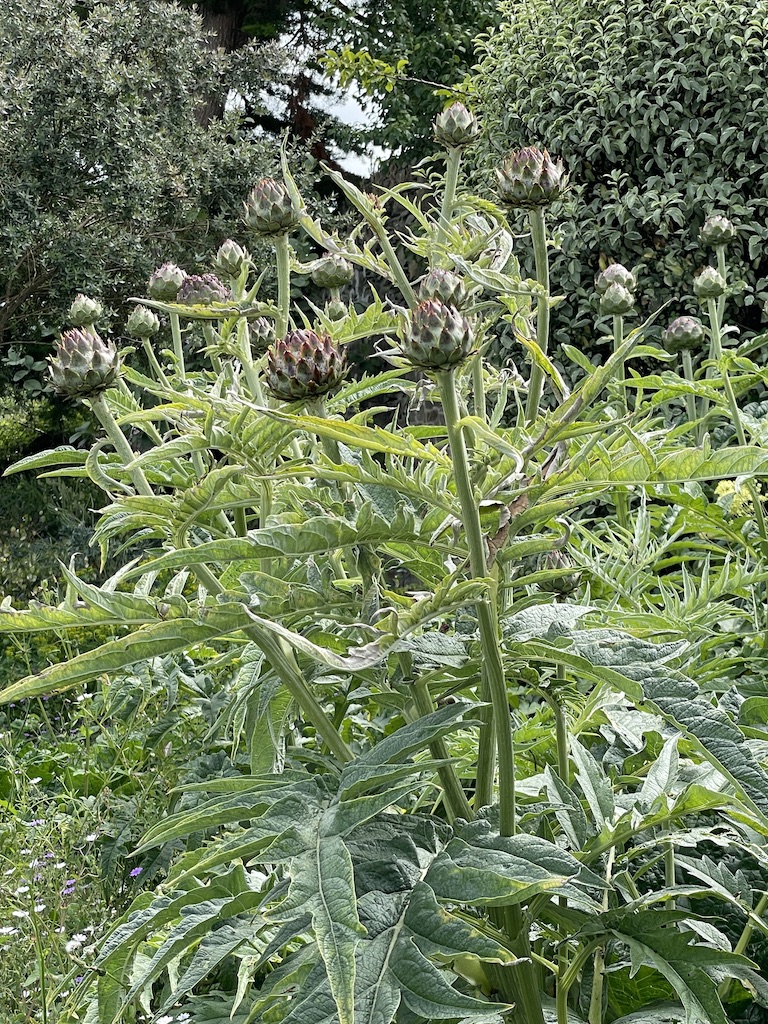 Cynara cardunculus