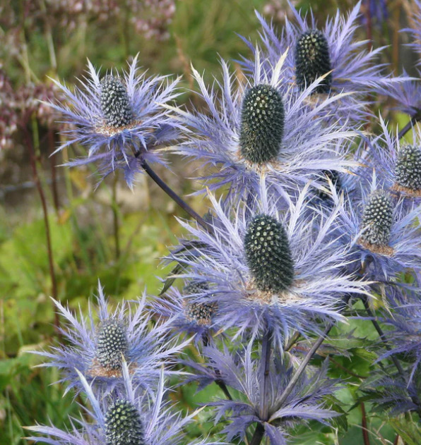 Eryngium alpinum