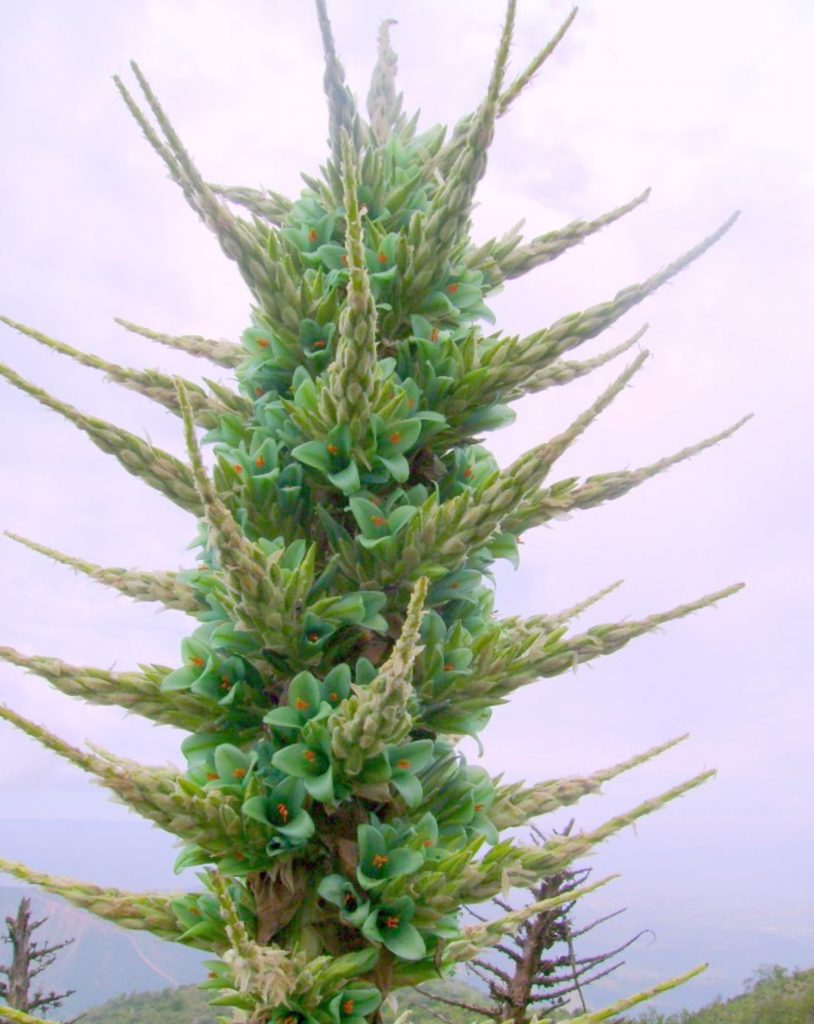 Puya berteroniana