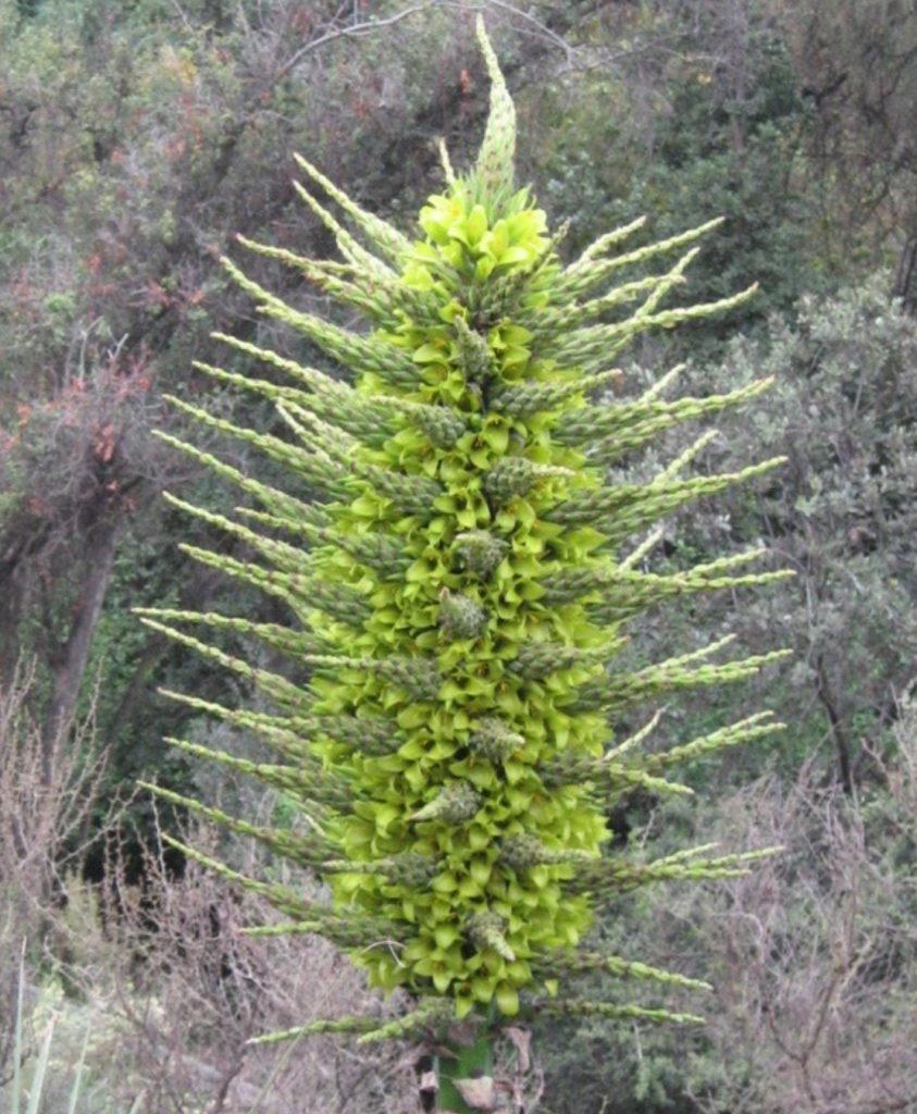 Puya chilensis