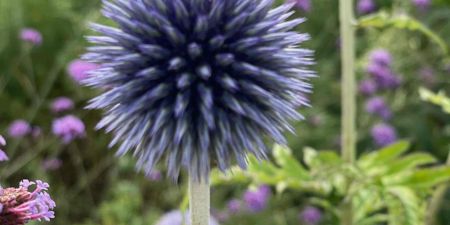 Echinops bannaticus