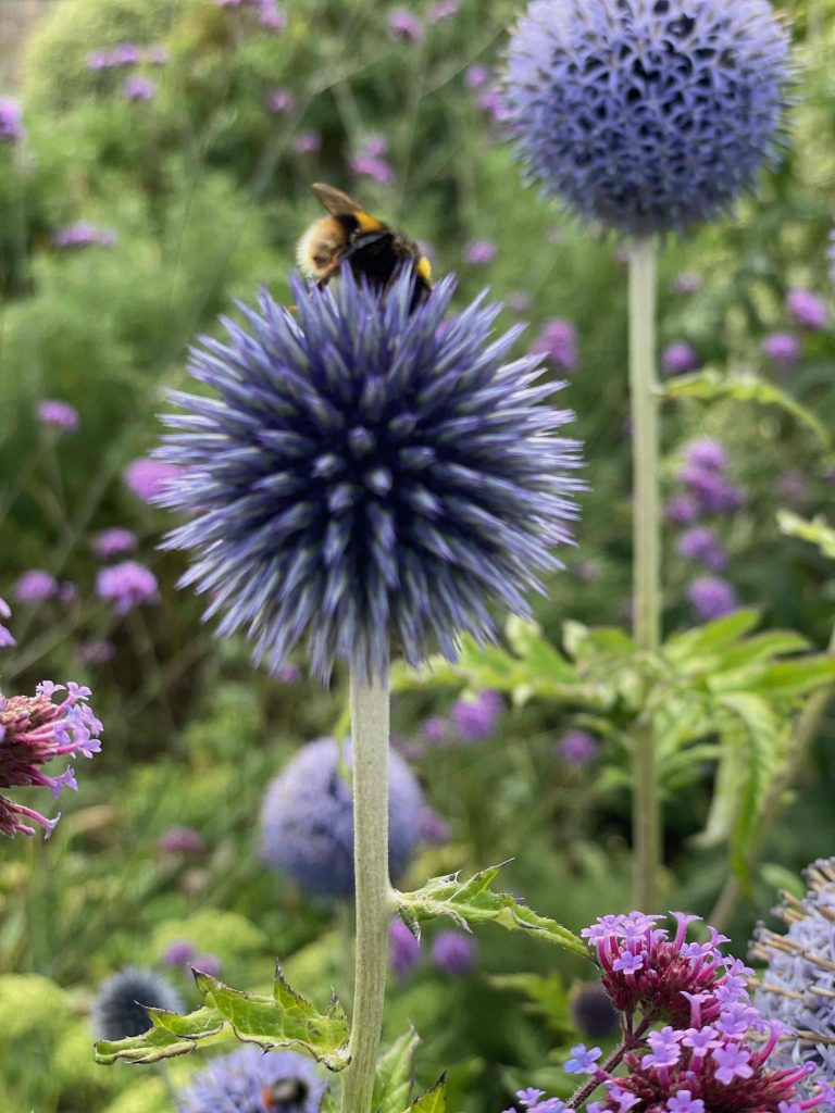 Echinops bannaticus