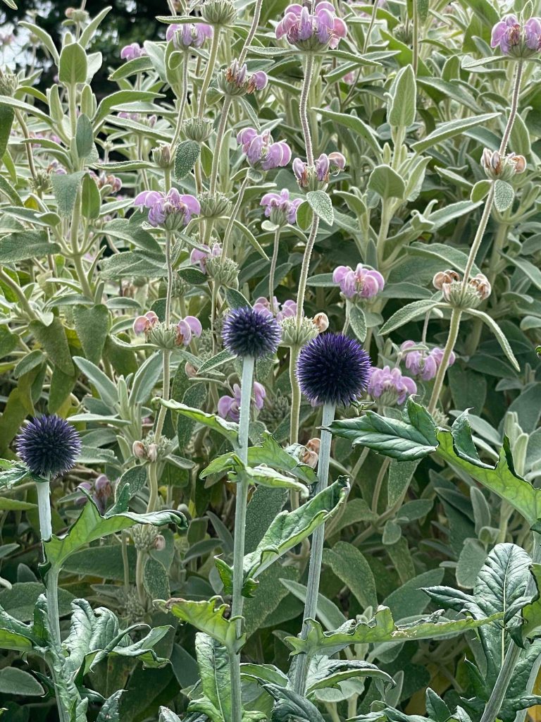 Echinops ritro Veitch’s Blue