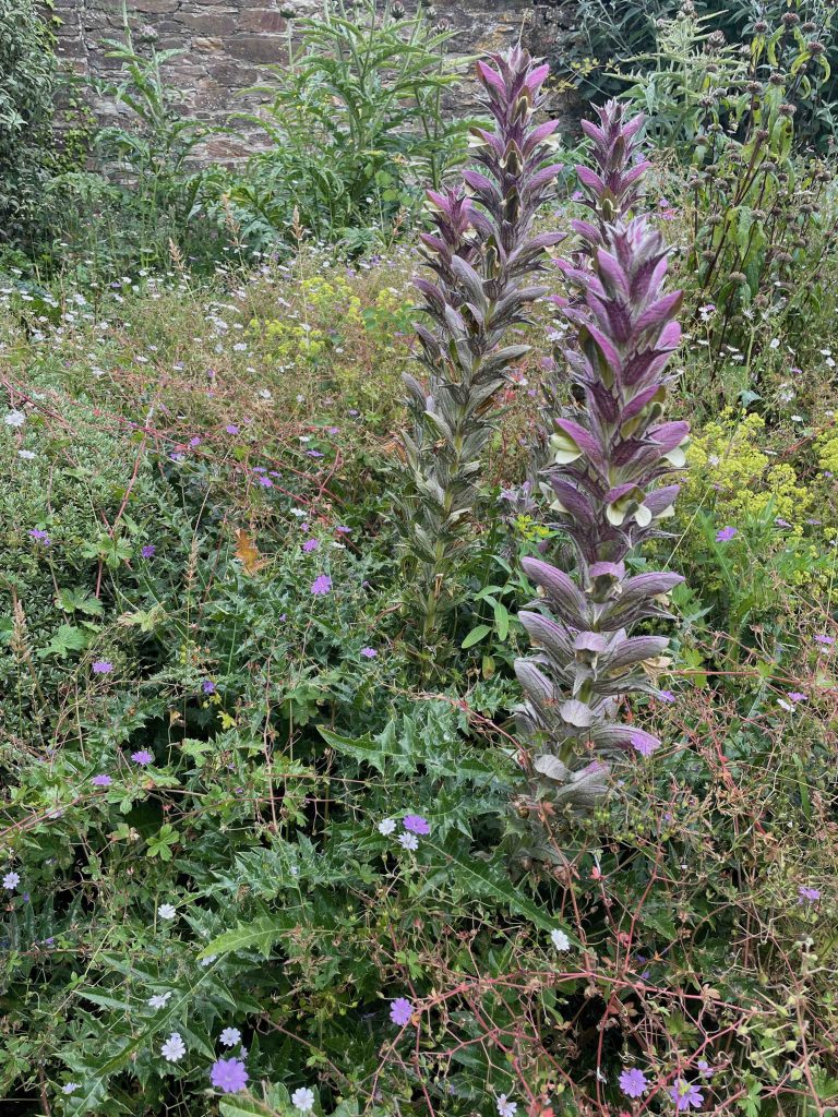 Acanthus hungaricus