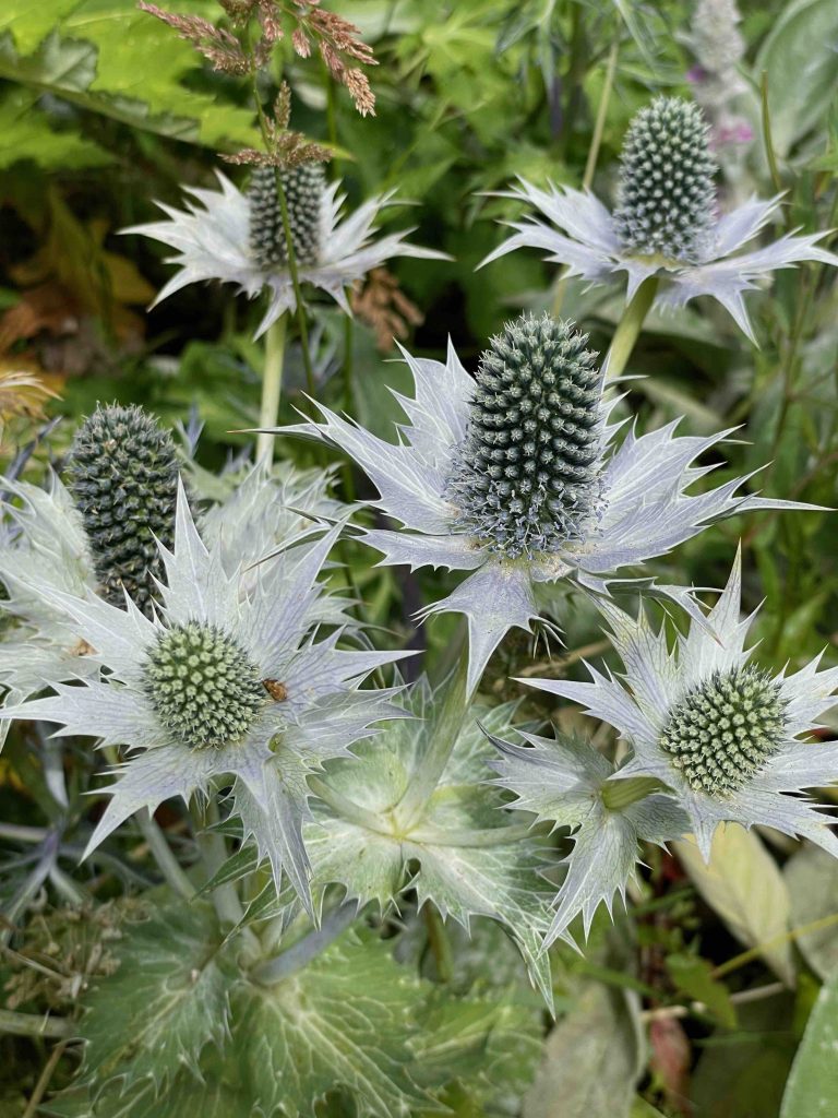 Eryngium giganteum