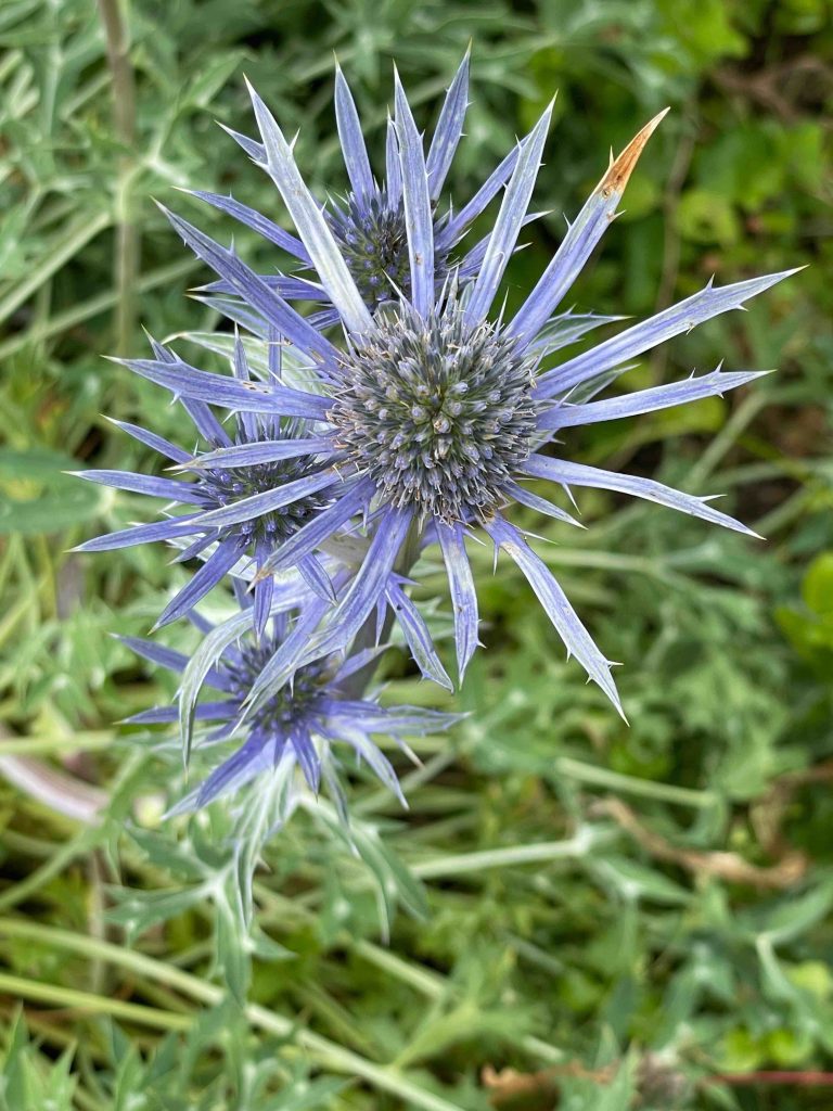 Eryngium bourgatii