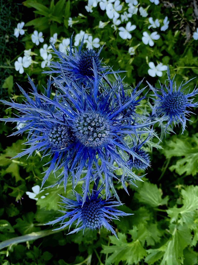 Eryngium x zabelii Big Blue