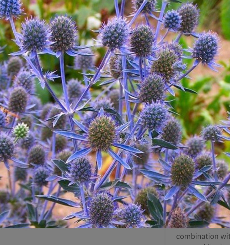 Eryngium planum