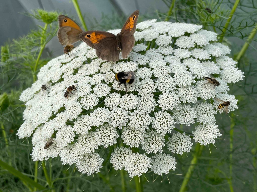 Pollinators: Butterflies, bees, hoverflies and flies on Ammi major