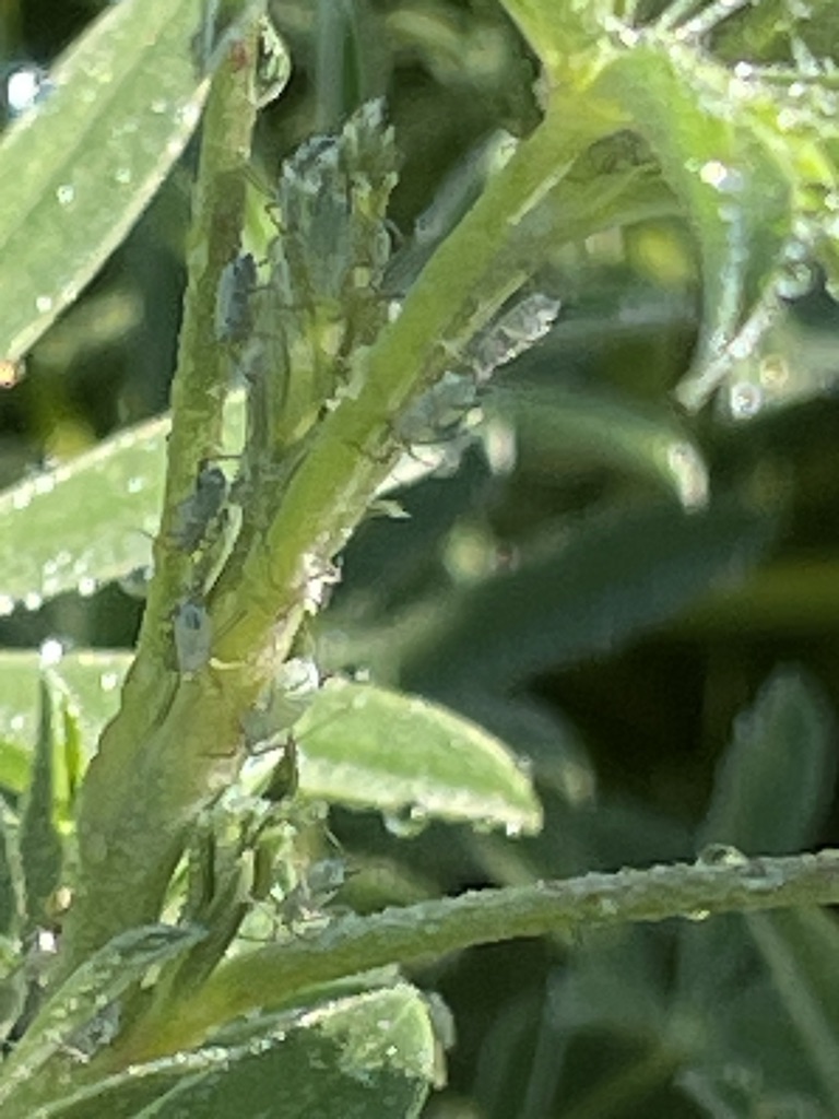 Lupin Aphid