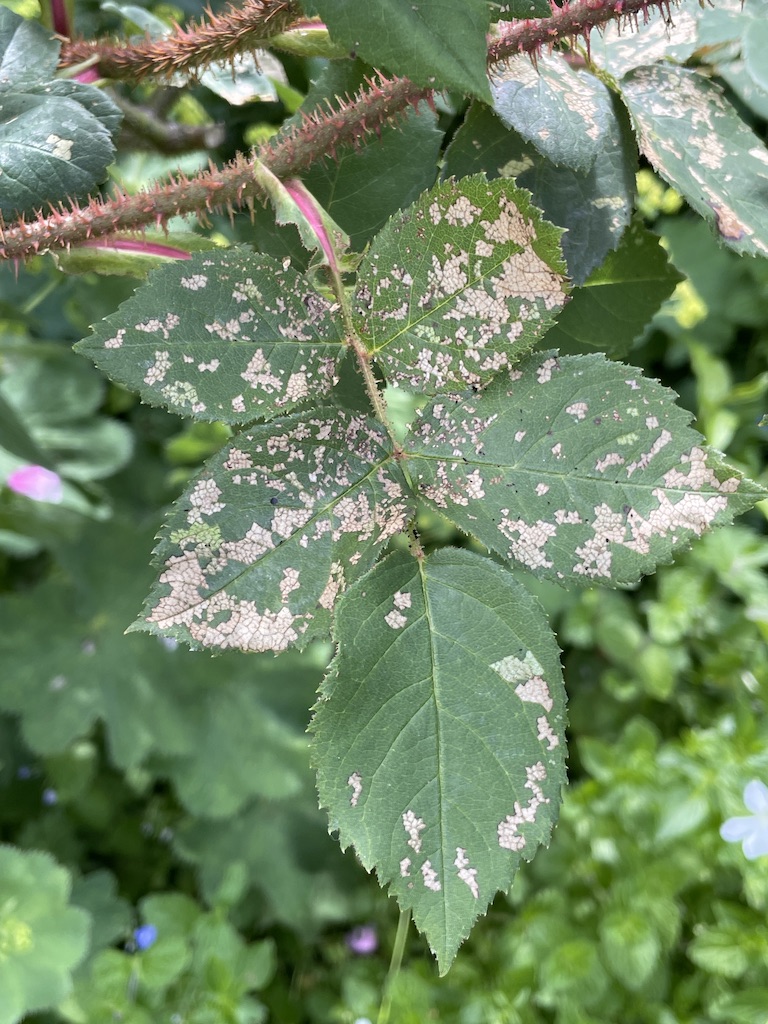 Windowpane damage caused by Rose slug sawfly