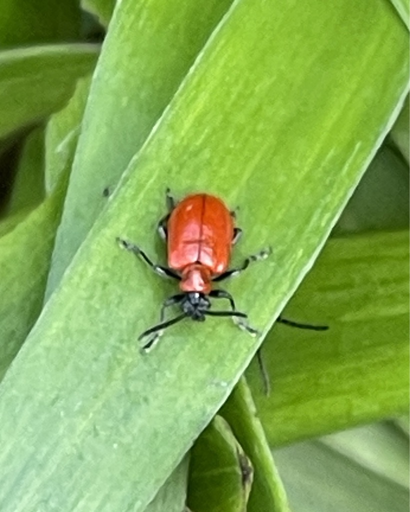 Adult Lily Beetle
