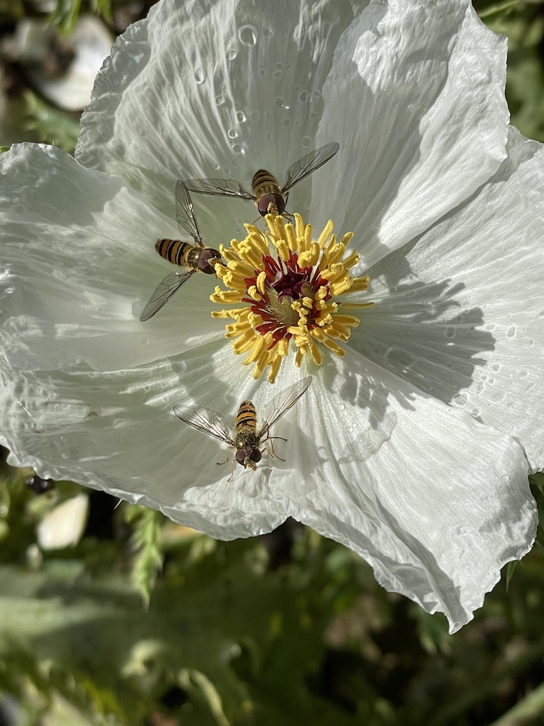 Marmalade hoverflies on Argemone poppy